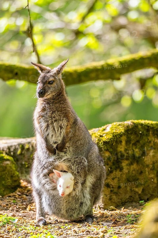 White Tammar wallaby (Macropus eugenii), albino, mother with her youngster on the ground in spring, Germany
