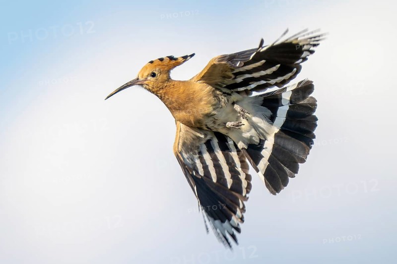 Hoopoe (Upupa epops), in flight, Lower Austria, Austria