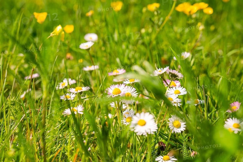 Close-up of a blooming meadow with daisies and yellow flowers, Heckengäu nature tour, Aidlingen, Böblingen district, Germany