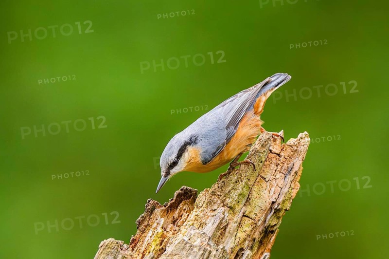 Eurasian nuthatch (Sitta europaea) sitting on an old wrotten tree trunk at a swamp, Bavaria, Germany