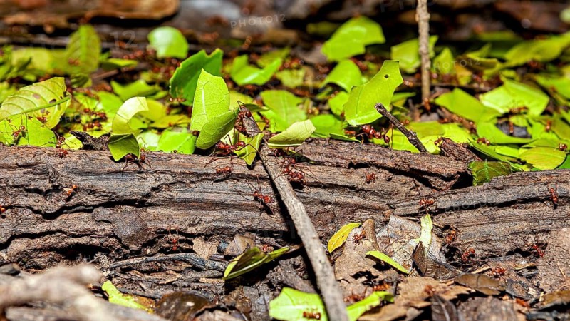 Ants are moving leaves along a tree trunk against a backdrop of foliage, leaf-cutter ants in the Amazon Basin near Rurrenabaque in Bolivia (genus Atta or Acromyrmex)