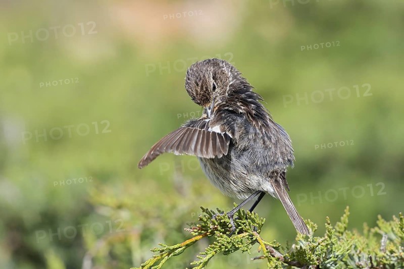 Stonechat (Saxicola rubicola), female during plumage care, Algarve, Portugal