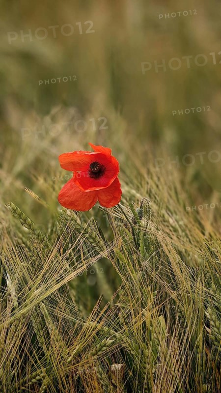 A bright red poppy (Papaver rhoeas) in a green cornfield, Stockheim, Frankenwald nature park Park, Upper Franconia