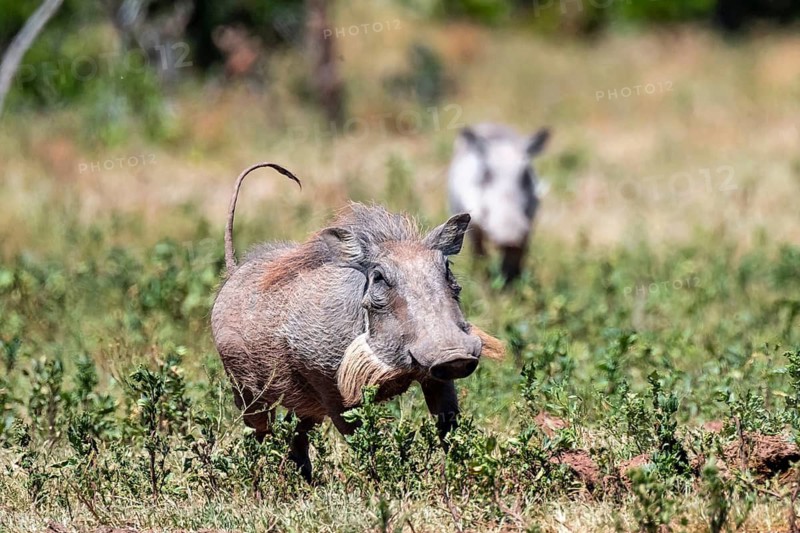 Warthogs (Phacochoerus africanus) running with their tails up, Addo Elephant National Park, Eastern Cape, South Africa