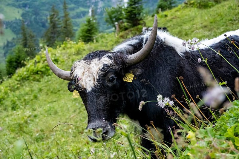 Yak (Bos mutus) on an alpine meadow, animal portrait, Bernese Oberland, Switzerland