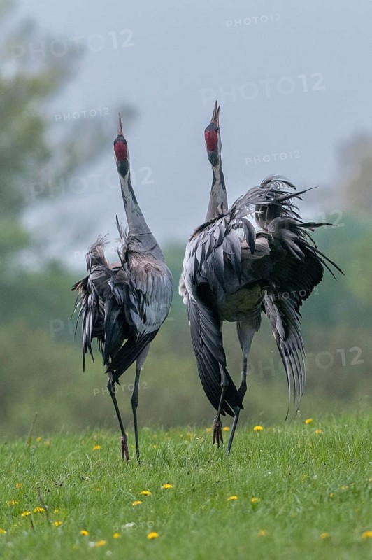 Crane, grus grus, crane, birds, gruidae, gruiformes, high size, portrait, crane birds, waitbirds, birds