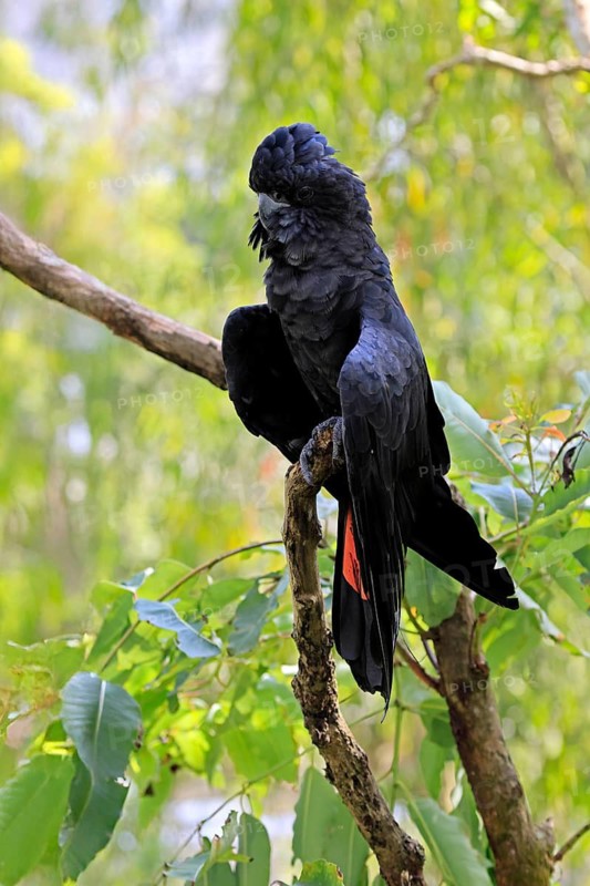 Red-tailed Cockatoo (Calyptorhynchus banksii), Banks' Cockatoo, adult, male, perch, alert, Australia
