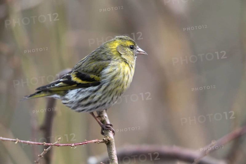 Carduelis spinus, siskin, spinus spinus, siskin, birds, female, passeri, songbirds, songbirds, birds, female