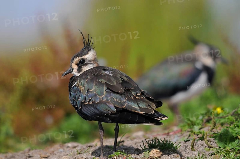 Lapwing, vanellus vanellus, birds, charadriiformes, limikolen, plovers, birds, waders, waders