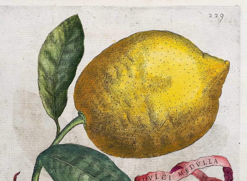 Lemon on a branch with leaves and decorative banner Dulci Medulla, citrus fruit, hand-colored copper engraving from Giovanni Baptista Ferrari Hesperides, Sive, de Malorum Aureorum Cultura et Usu Libri Quatuor, Rome, 1646