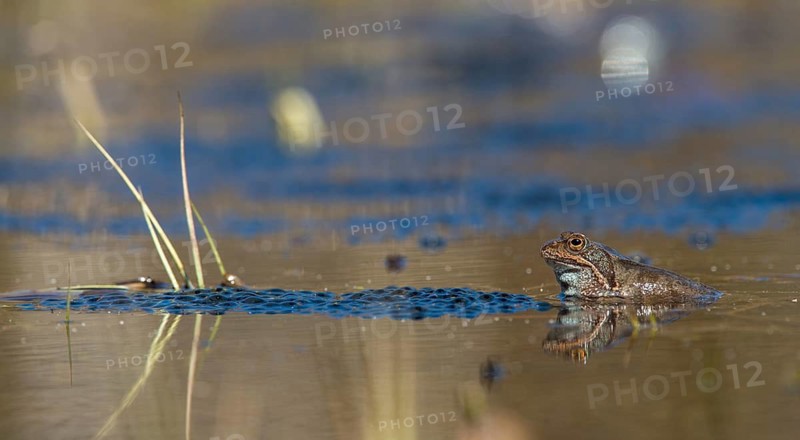 Common frog, common frog, rana temporaria, amphibians, courtship, courtship display, frog, frog, spawn, amphibians, amphibians