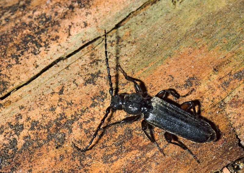 European Spruce Longhorn Beetle, Common Spruce Tree, Tetropium Castaneum, Beetle, Longhorn Beetle, Insects, Beetles
