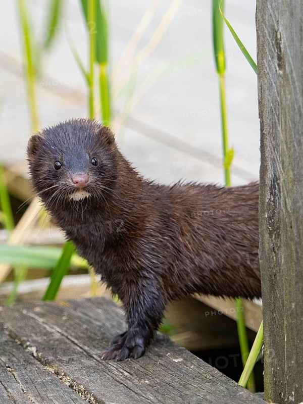 A mink looks interested