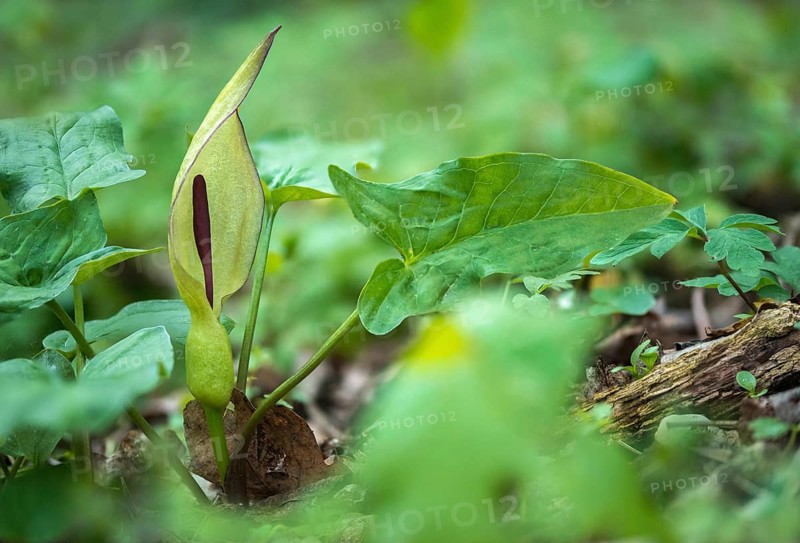 Araceae, Arum Maculatum, Spotted Arum Wand, Adder's Root, Arum Lily, Flora, Plants, Snakeshead, Wild Arum