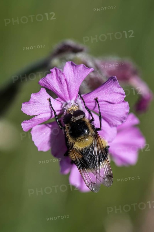 Red campion (Silene dioica) with bumblebee hawk-moth (Eristalis intricaria), Emsland, Lower Saxony, Germany