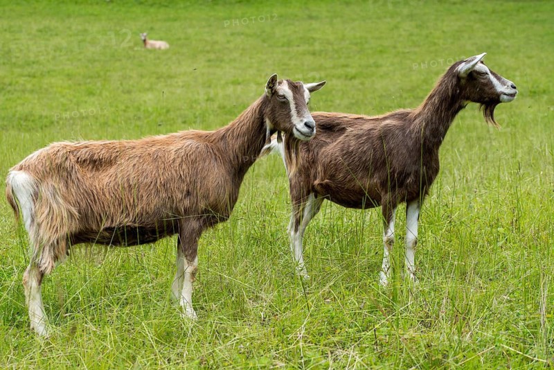 Artiodactyla, Capra aegagrus hircus, even-toed ungulate, domestic goat, cloven-hoofed, domesticated animals, goat, pet, mammals, goat