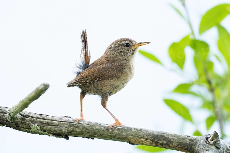 A wren (Troglodytes troglodytes) stands alertly on a branch in its natural habitat, Hesse, Germany