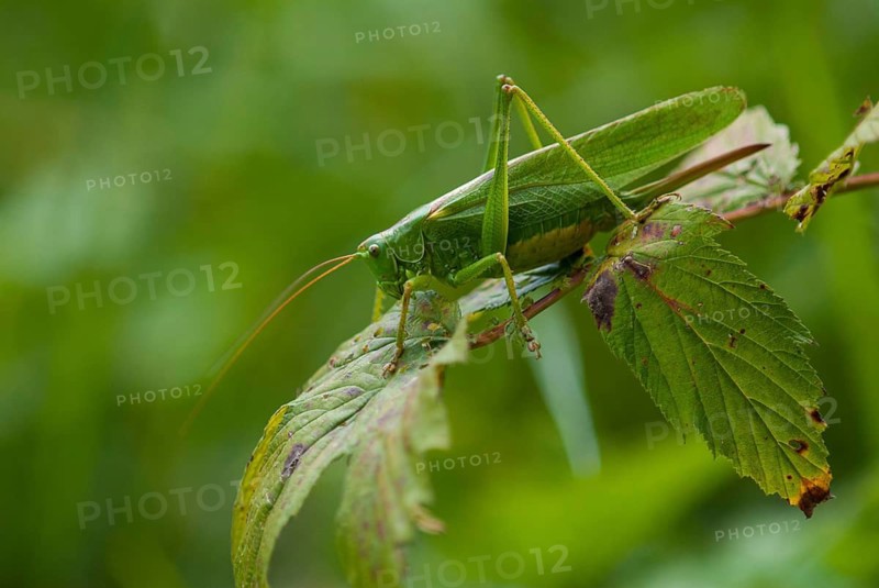 Grasshoppers, Great Green Bush Cricket, Big Hayhorse, Hayhorse, Deciduous Locusts, Singhoppers, Tettigonia Viridissima, Tettigonioidea, Ensifera, Grasshoppers, Locusts, Insects, Insects