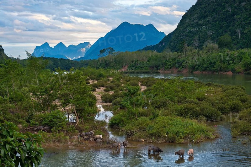 Mountain landscape near the village of Muang Ngoi on the Nam Ou River with water buffalo, Phongsali province, Laos