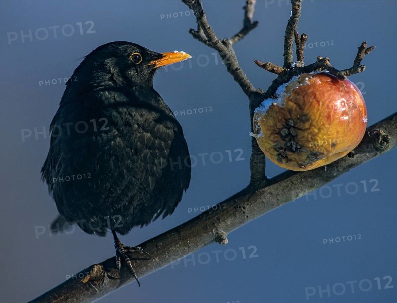 Blackbird, Turdus Merula, Apple, Birds, Garden, Leo, Male, Passeri, Songbirds, Thrush, Birds, Winter, Apples