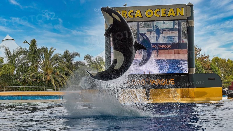 An orca performs a high jump in front of a large screen in a tropical setting, Orca (Orcinus orca), whale, killer whale, orca show, Loro Parque, Puerto de la Cruz, Tenerife, Canary Islands, Spain