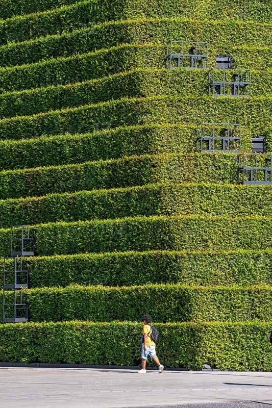 Green façade, made of over 30, 000 hornbeams, a good 8 kilometers long hedge, on the roof and the façade of the Kö-Bogen-2 house form the largest green façade in Europe, the plants prevent the façade from heating up and cool the environment by evaporating moisture through the plants, improving the microclimate in summer, Düsseldorf, North Rhine-Westphalia, Germany