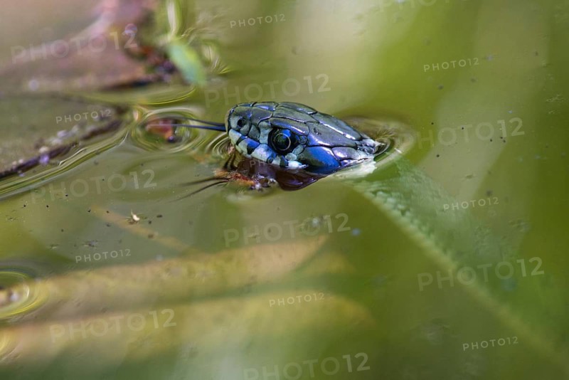 Grass Snake, Natrix Natrix, Grass Snake, Critters, Garden Pond, Garden Pond, Body of Water, Reptilia, Reptilia, Reptiles, Ringed Snakes, Snakes, Water Snakes