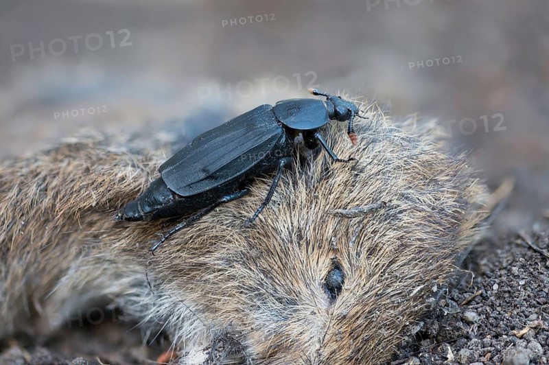 Carrion beetle, bshore sexton beetle, necrodes littoralis, silphidae, carrion beetle, gravedigger, beetle, coleoptera, insects, beetles, gravedigger