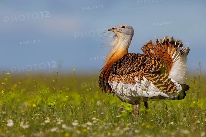 Great bustard (Otis tarda), Outarde barbue, Avutarda Común, Spain, Toledo, Hides De Calera / Great Bustard, Calera Y Chozas, Castilla La Mancha / Toledo, Spain