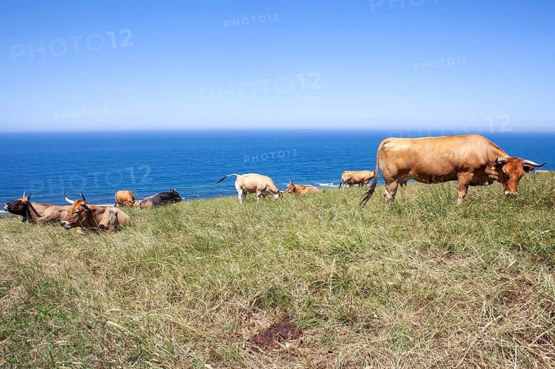 A herd of cows native of Pas graze on the slopes of San Vicente trail near Linera point in San vicente de la Barquera, a pleasent village in the Cantabric sea, Santander, Spain