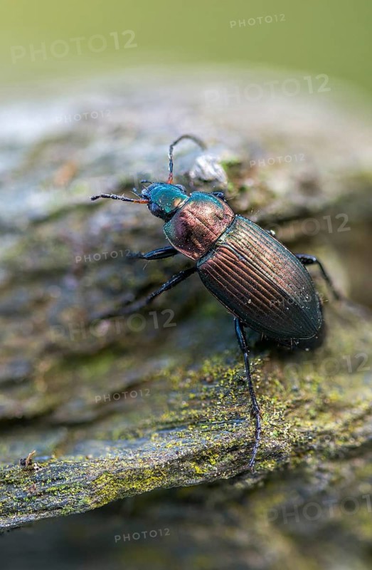 Carabidae, Coppery-Green Predatory Ground Beetle, copper-colored grave runners, coppery shoulder-runners, Poecilus cupreus, beetles, coleoptera, insects, beetles, ground beetles