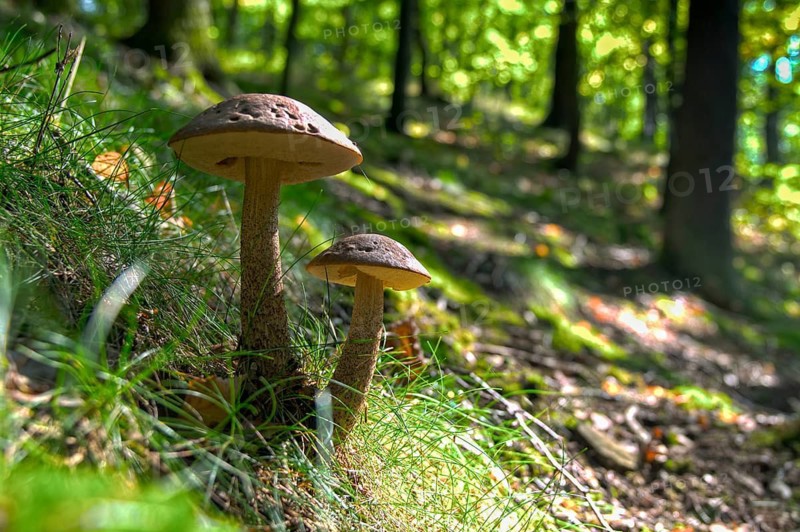 Greyhedel, hornbeam rouge, hornbeam rouge bolete, hornbeam bolete, leccinellum pseudoscabrum, leccinum carpini, leccinum griseum, leccinum pseudoscabrum, fungi, fungi, mushrooms