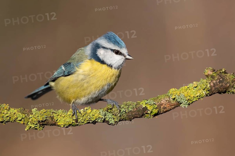Eurasian Blue Tit (Cyanistes caeruleus) perched on a branch, Lower Saxony, Germany