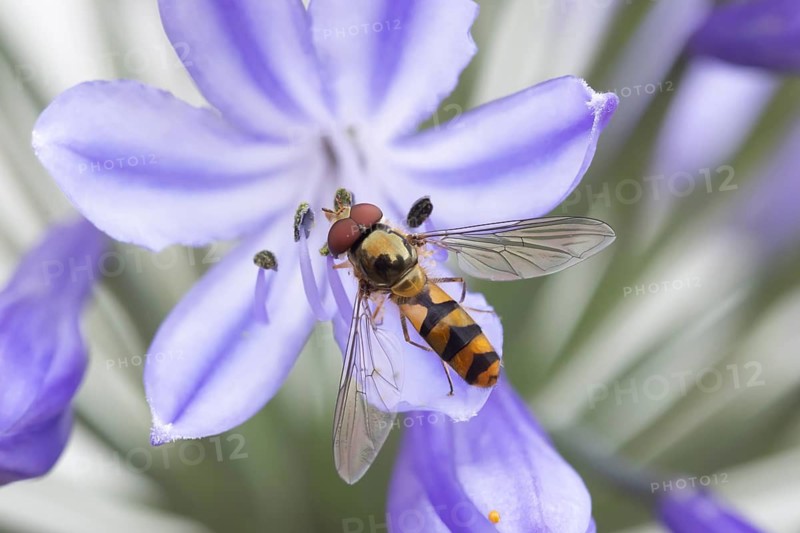 Common hoverfly (Eupeodes corollae) adult insect feeding on a garden Agapanthus flower in summer, Suffolk, England, United Kingdom