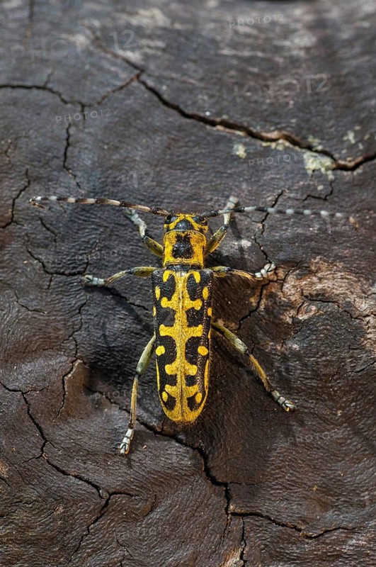 Ladder-marked Longhorn Beetle, Ladderbuck, Saperda Scalaris, Beetle, Longhorn Beetle, Coleoptera, High Size, Portrait, Insects, Beetles