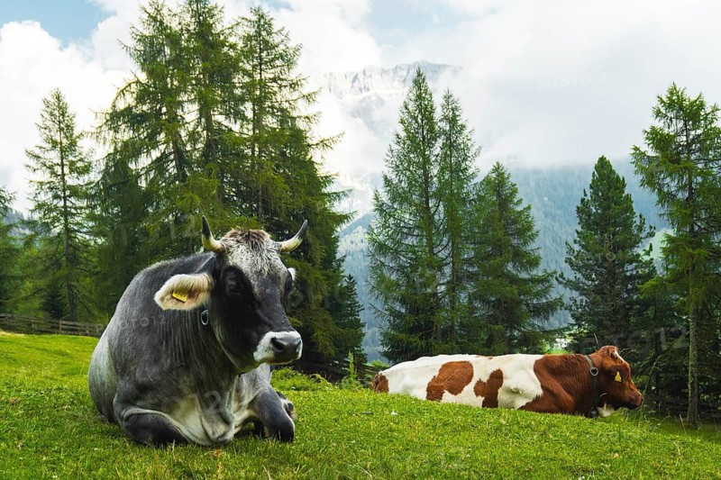 Grey dairy cow brown white cattle pose resting lush green alpine meadow pine forest background Dolomites Italy summer organic farming agriculture pasture concept. Unesco sites