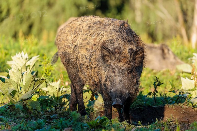 A female wild boar (Sus scrofa) stands with her piglets in a green clearing on asunny day. Bavaria, Germany