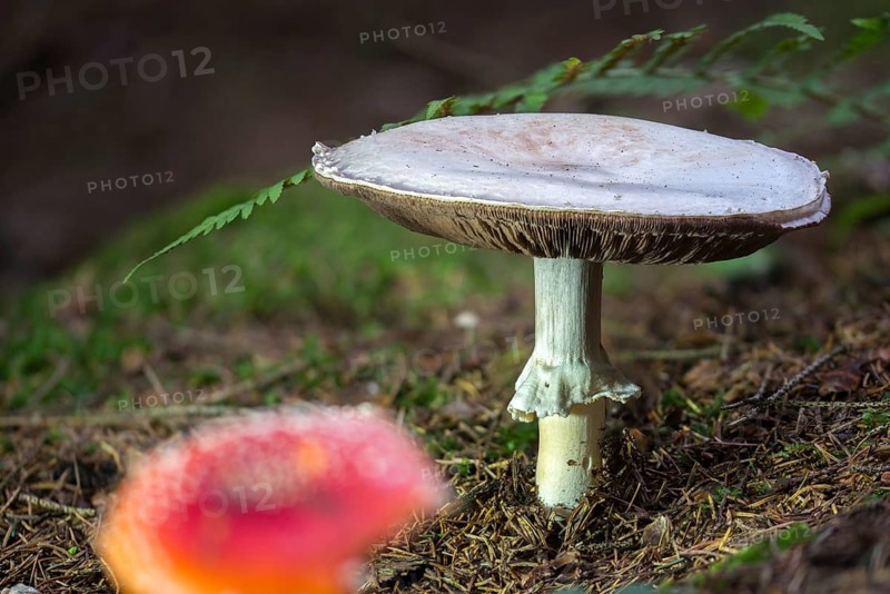 Agaricus silvicola, agaricus sylvicola, anischampignon, champignon, thin-fleshed anise gerling, fungi, mushrooms, wood mushroom