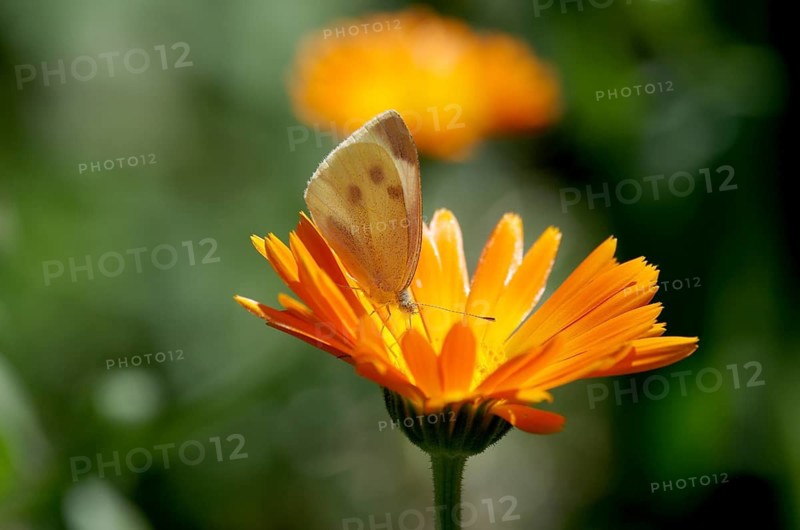 Small white (Pieris rapae), marigold, nectar, orange, colourful