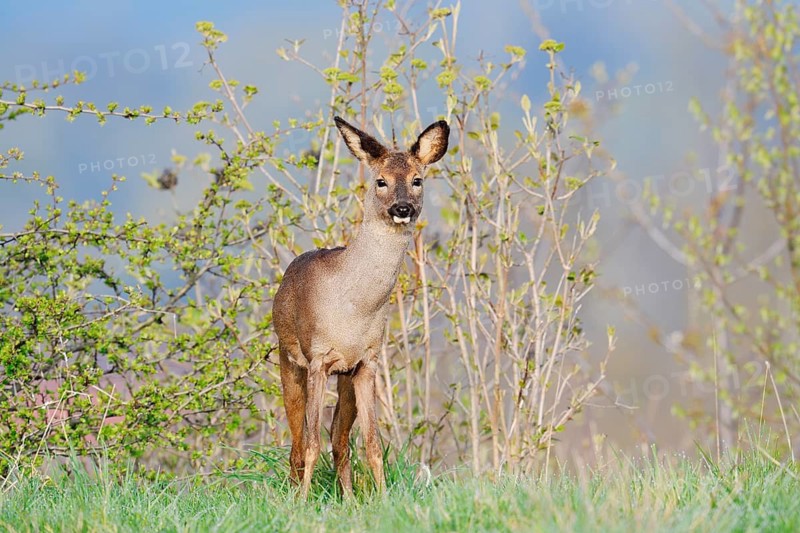 European roe deer (Capreolus capreolus), female roe deer in spring, North Rhine-Westphalia, Germany