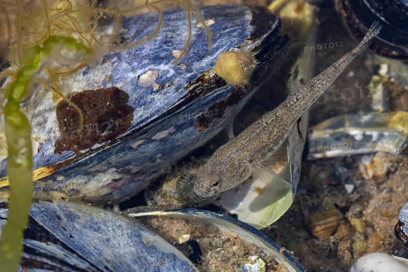 A beach goby (Pomatoschistus microps) between mussel shells (Mytilus edulis), mussel bank, edible, camouflage, beach, Baltic Sea, June, Denmark