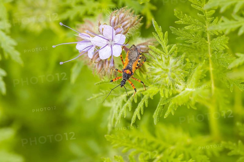 Red assassin bug (Rhynocoris iracundus) on the inflorescence of tansy phacelia (Phacelia tanacetifolia), Ternitz, Lower Austria, Austria