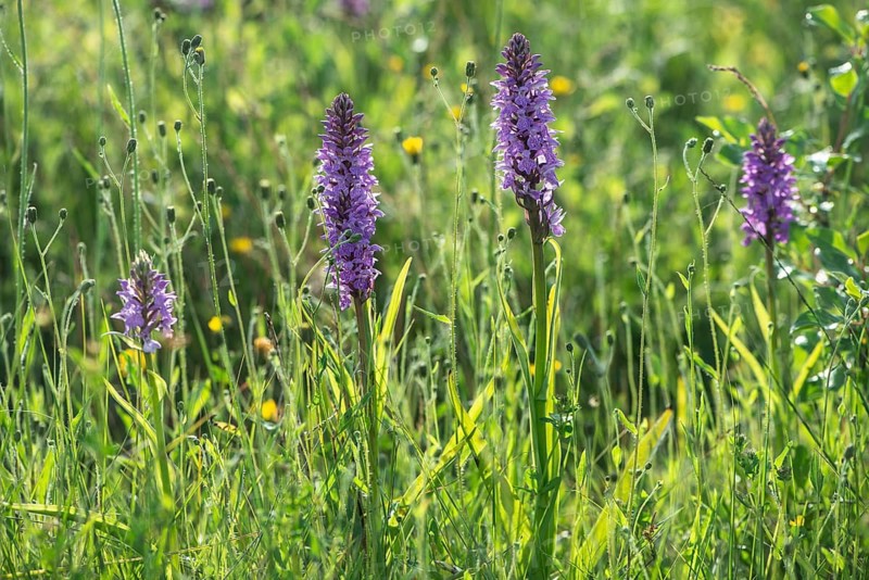 Moorland spotted orchid (Dactylorhiza maculata), Emsland, Lower Saxony, Germany