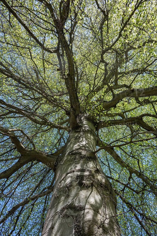 A copper beech (Fagus sylvatica) with fresh, sprouting leaves, Baden-Württemberg, Germany