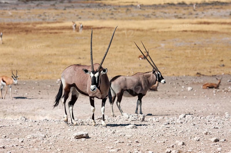 Two oryx antelopes in a barren desert landscape, spitting bucks at a waterhole in Etosha Park in Namibia (Oryx gazella)