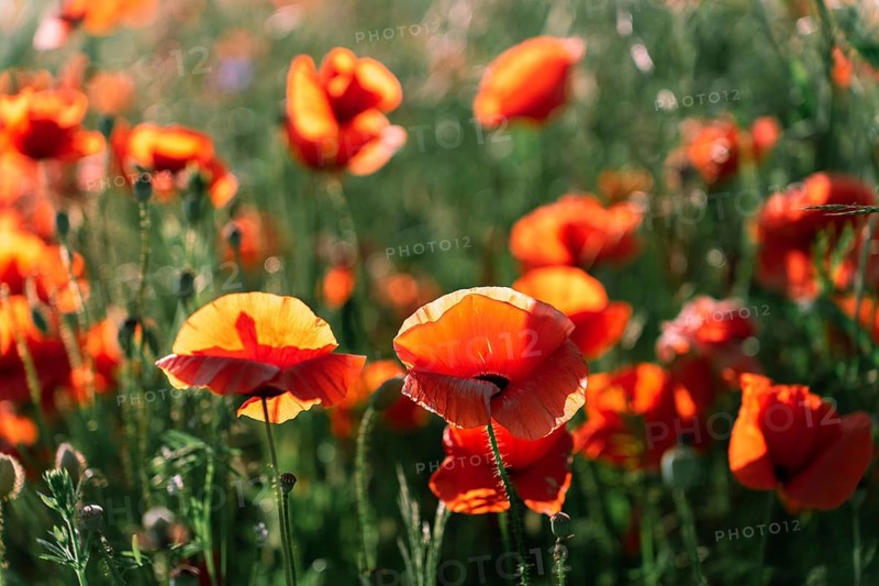 Meadow of red poppies (Papaver rhoeas)
