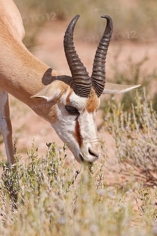 Springbok (Antidorcas marsupialis), adult male, feeding on flowers and leaves, animal portrait, close-up of head and horns, Kgalagadi Transfrontier Park, Northern Cape, South Africa