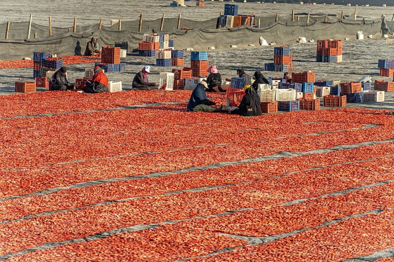 Women working in a field with sun-dried tomatoes near Luxor, Egypt