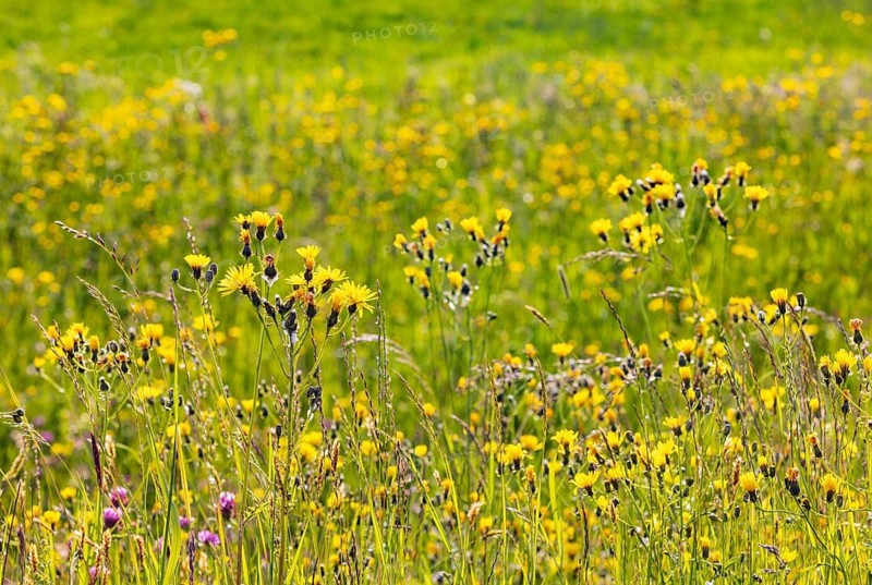 Spring meadow with yellow flowers, Pippau meadows, Crepis biennis, Salzkammergut, Austria