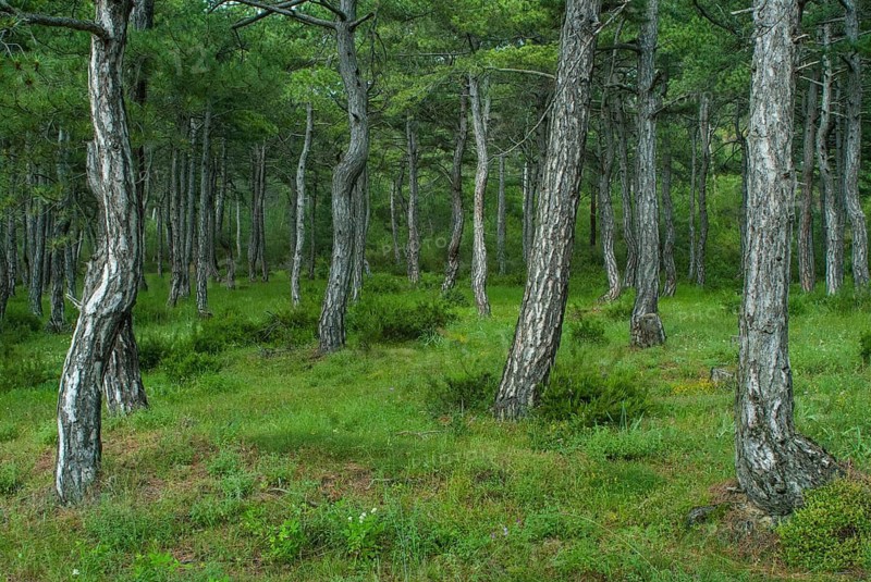 Dadia, Greece, Rhodope Mountains, Countries, Greece, Landscape, Countries, Coniferous Forest, National Park, Nature Reserve, Travel, Travels, Forest, Wood